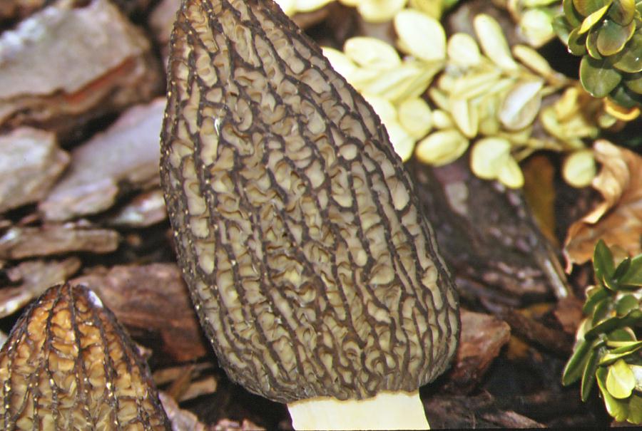 Morchellaceae